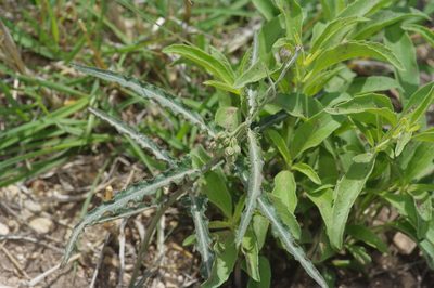 Funastrum crispum