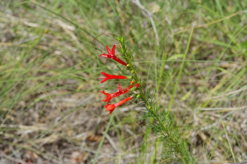 Ipomopsis rubra, photographed by Michelle W. （鍾偉瑋）