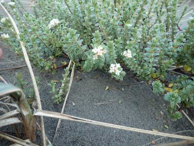 Pimelea villosa, photographed by Arnim Littek