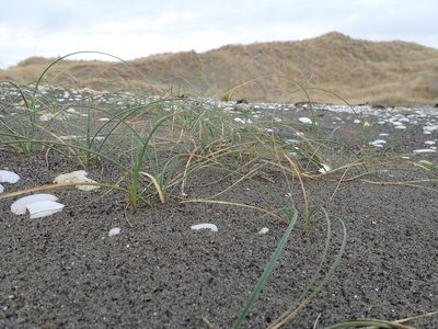 Carex pumila