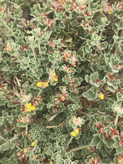 Acmispon tomentosus, photographed by Alex Heyman
