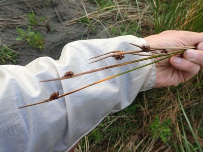 Ficinia nodosa, photographed by Arnim Littek