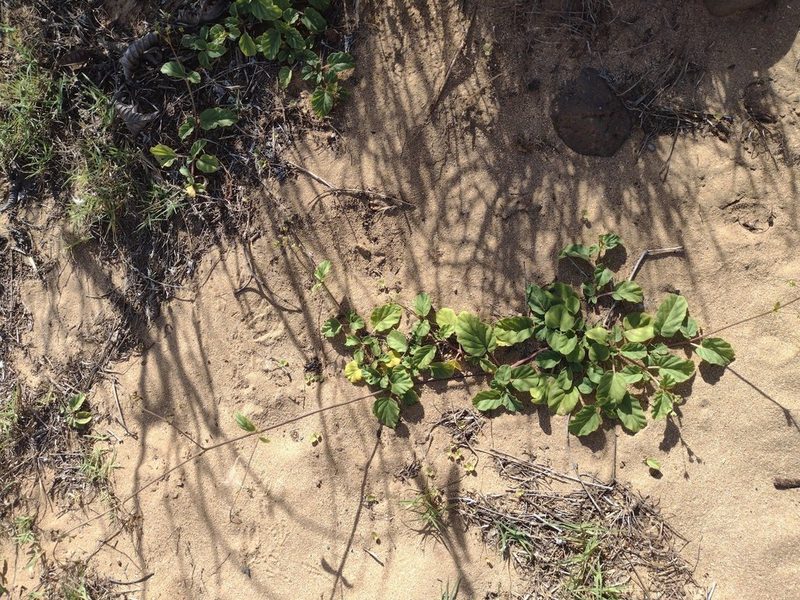 Boerhavia diffusa, photographed by Kevin Faccenda