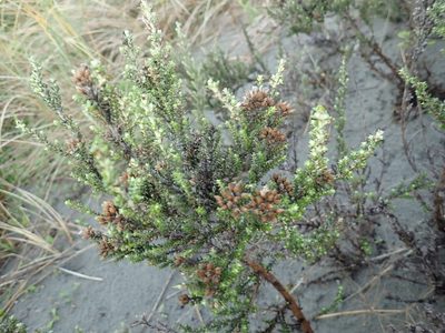 Ozothamnus leptophyllus, photographed by Arnim Littek