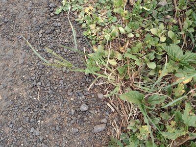 Eleusine indica, photographed by Kevin Faccenda