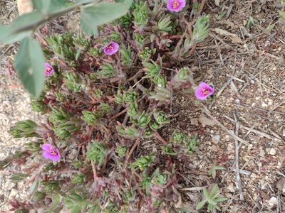 Portulaca pilosa, photographed by Kevin Faccenda