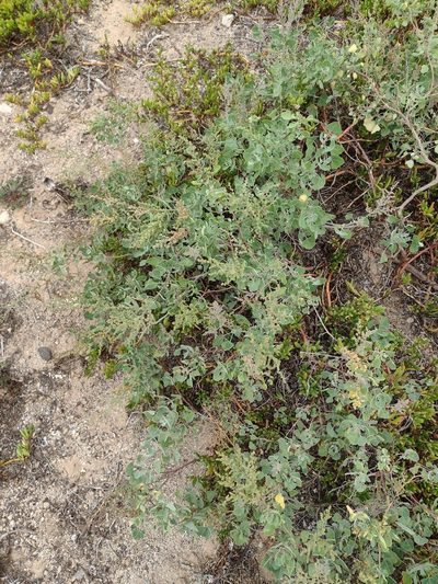Chenopodium oahuense, photographed by Kevin Faccenda