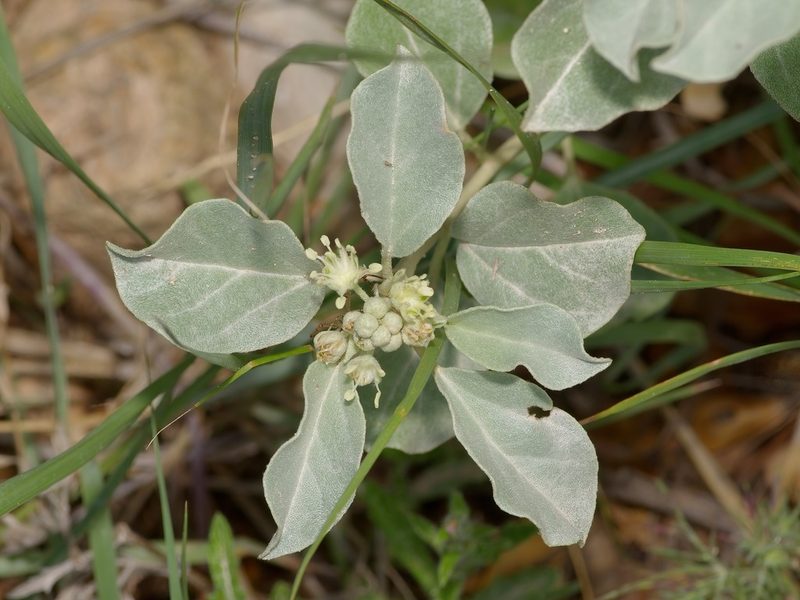 Croton pottsii, photographed by Michelle W. （鍾偉瑋）