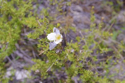 Fallugia paradoxa