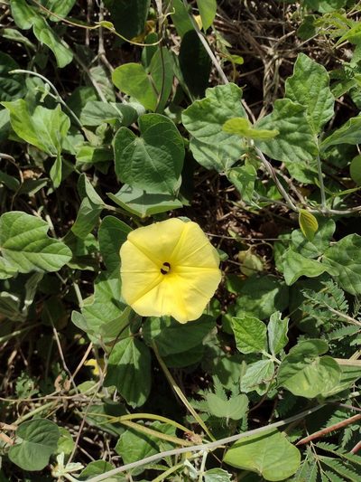 Ipomoea ochracea, photographed by Kevin Faccenda