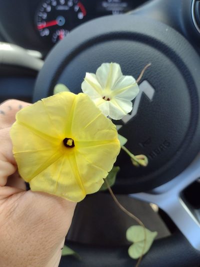 Ipomoea ochracea, photographed by Kevin Faccenda