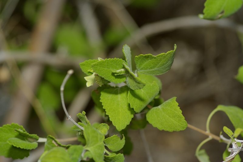 Salvia ballotiflora, photographed by Michelle W. （鍾偉瑋）