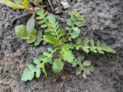 Rorippa palustris, photographed by Michel Langeveld