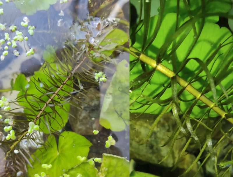 Hippuris vulgaris, photographed by Marina E.