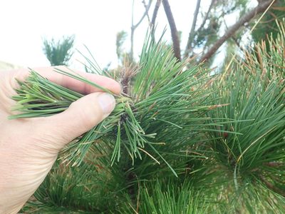 Pinus radiata, photographed by Arnim Littek