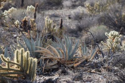 Agave deserti, photographed by velodrome