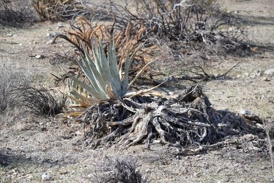 Agave deserti, photographed by velodrome