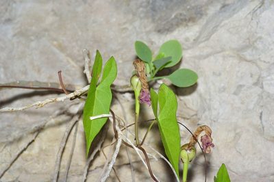 Ipomoea sagittata