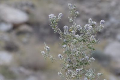 Condea emoryi, photographed by velodrome