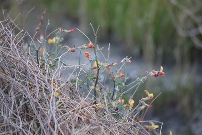 Acmispon rigidus, photographed by velodrome