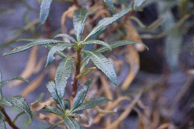 Eriodictyon trichocalyx, photographed by velodrome
