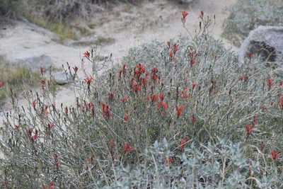 Justicia californica, photographed by velodrome