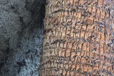Washingtonia filifera, photographed by velodrome