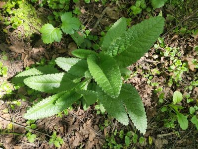 Betonica officinalis, photographed by Sofiia Sviridenko