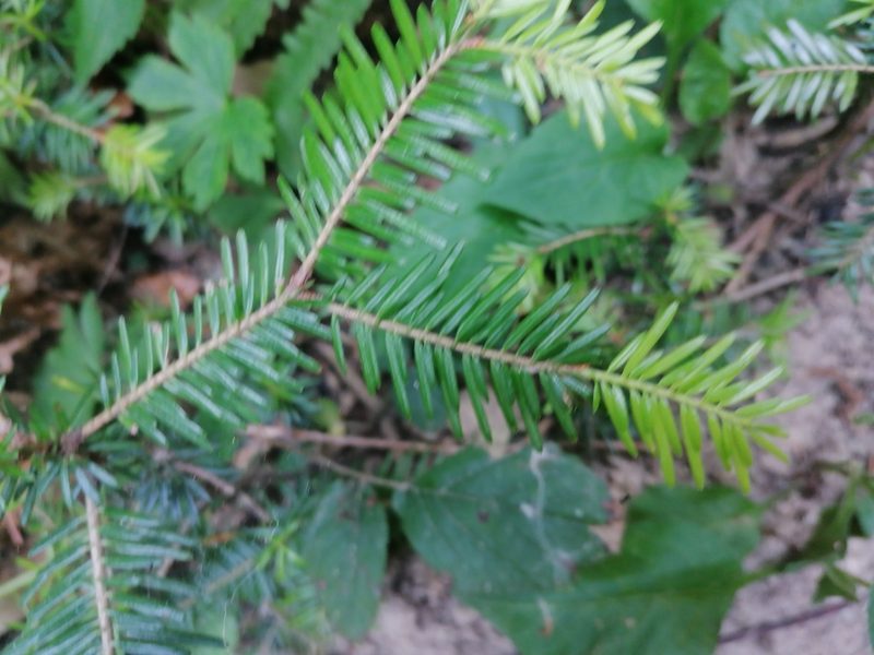 Abies alba, photographed by S.R.