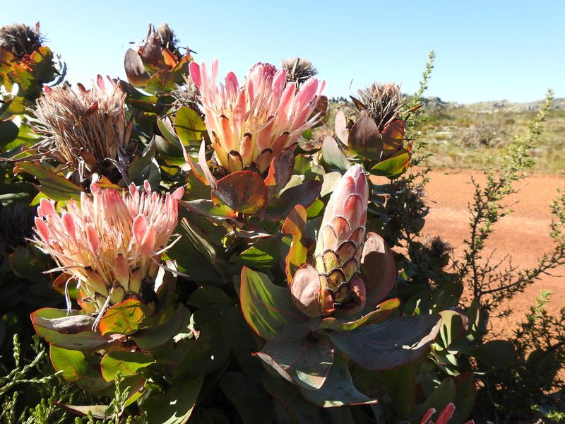 Protea eximia, photographed by Paul Emms