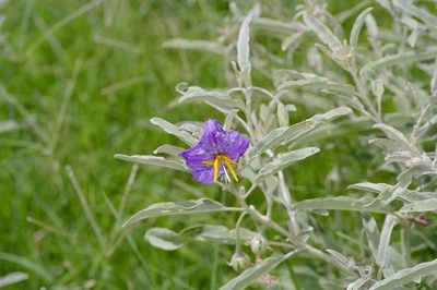 Solanum elaeagnifolium, photographed by Michelle W. （鍾偉瑋）