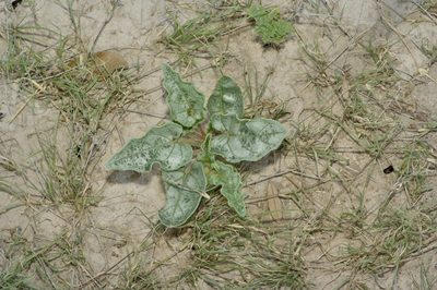 Nyctaginia capitata, photographed by Michelle W. （鍾偉瑋）