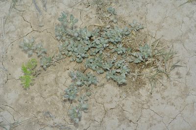 Tiquilia canescens