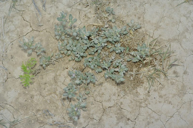 Tiquilia canescens, photographed by Michelle W. （鍾偉瑋）