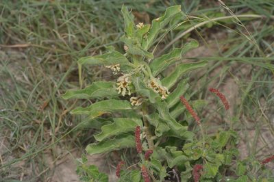 Asclepias oenotheroides, photographed by Michelle W. （鍾偉瑋）