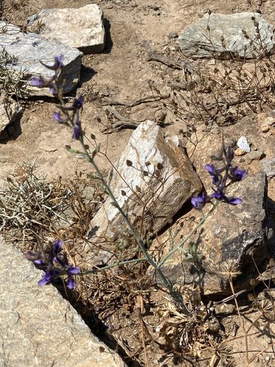 Delphinium peregrinum, photographed by helen1688