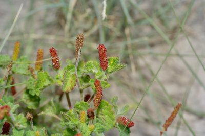 Acalypha monostachya