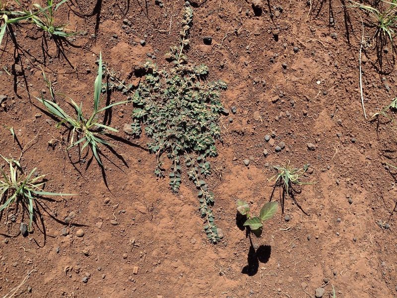 Euphorbia thymifolia, photographed by Kevin Faccenda