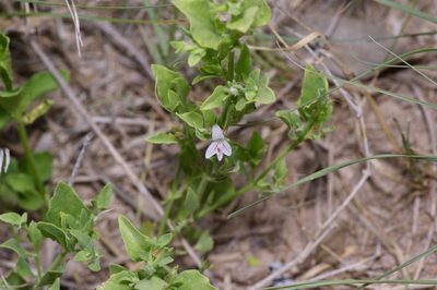 Justicia pilosella, photographed by Michelle W. （鍾偉瑋）