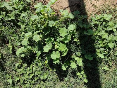 Malva parviflora, photographed by Kevin Faccenda