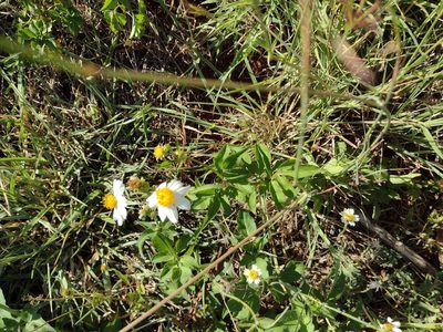Bidens alba, photographed by Kevin Faccenda