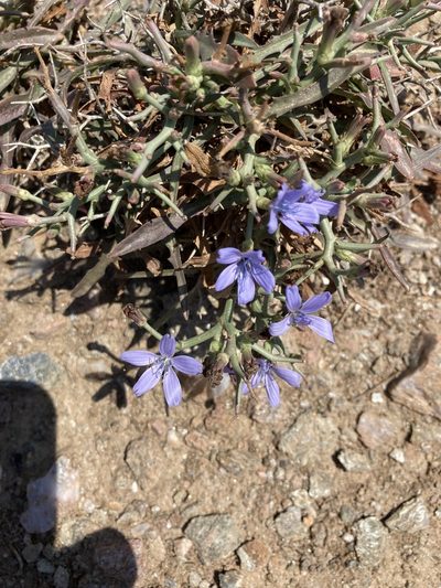 Cichorium spinosum, photographed by helen1688