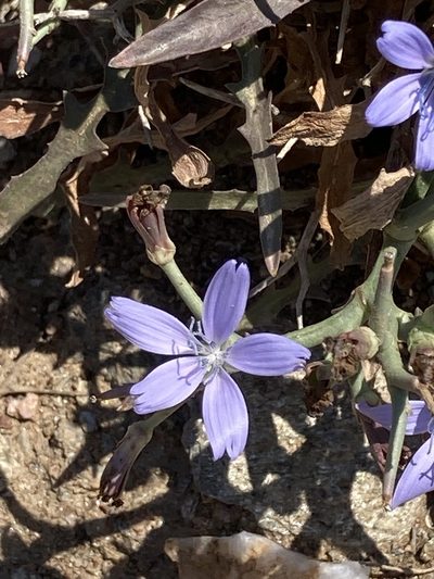 Cichorium spinosum, photographed by helen1688