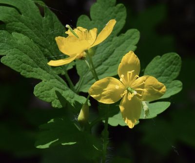 Chelidonium majus, photographed by Bernie Paquette