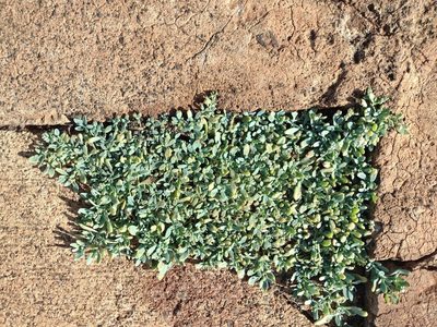 Heliotropium curassavicum, photographed by Kevin Faccenda