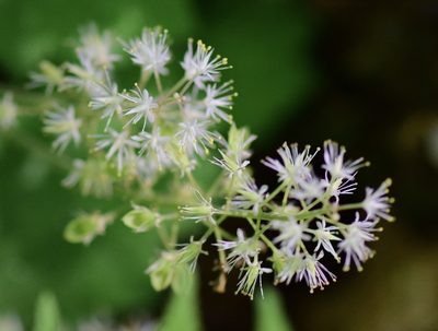 Tiarella stolonifera, photographed by Bernie Paquette