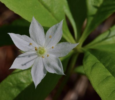 Lysimachia borealis, photographed by Bernie Paquette