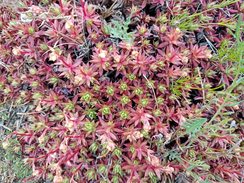 Saxifraga mucronulata, photographed by Владимир Преловский