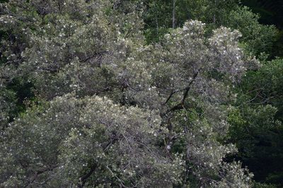 Eucryphia lucida, photographed by Jon Sullivan