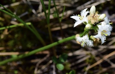 Menyanthes trifoliata, photographed by Bernie Paquette